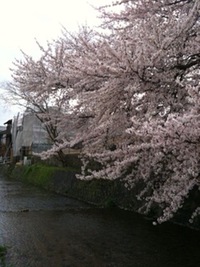 何故か桜