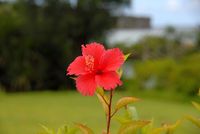 FLOWER_5