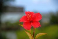 FLOWER_5