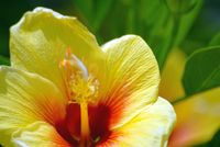 FLOWER_1