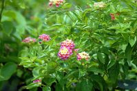 FLOWER_1