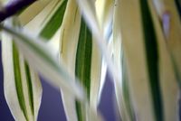 FLOWER_1
