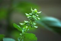 FLOWER_1