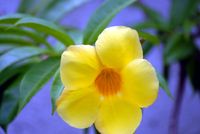 FLOWER_1