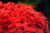FLOWER_1