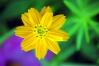 FLOWER_2