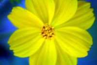 FLOWER_2