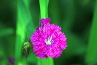 FLOWER_2