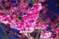 改めて今帰仁城址公園桜まつり