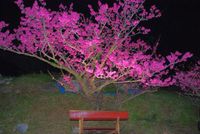 改めて今帰仁城址公園桜まつり