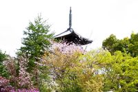 時期遅れの春・・・か