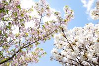 時期遅れの春・・・か