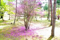 時期遅れの春・・・か