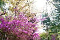 時期遅れの春・・・か
