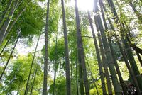 時期遅れの春・・・か