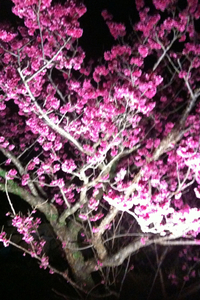 今帰仁城跡 桜祭り 2010/02/02 19:32:17