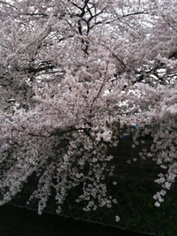 鴨川の桜って 2010/04/07 13:30:00