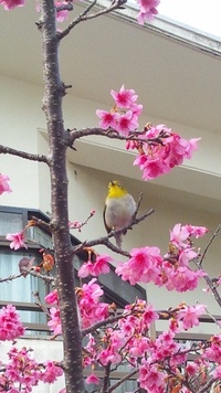 名護桜祭り 2013/01/27 17:02:27