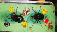 アトラス羽化羽化 2014/07/15 06:52:56