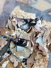 羽化案内 2017/06/14 10:52:26