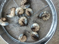 国産県産 2013/03/20 13:12:54