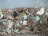 オキナワカブト羽化 2013/06/08 16:47:36