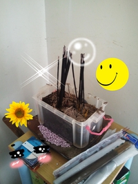 養殖場研究所 2013/11/08 09:03:44