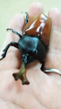 オス第一号 2014/05/16 09:30:13