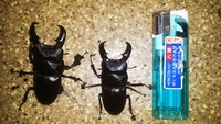 羽化してますよ～(^'^) 2014/07/25 18:02:56