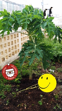 旧盆です 2014/08/08 08:14:23