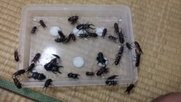 この夏は… 2015/08/22 12:10:28