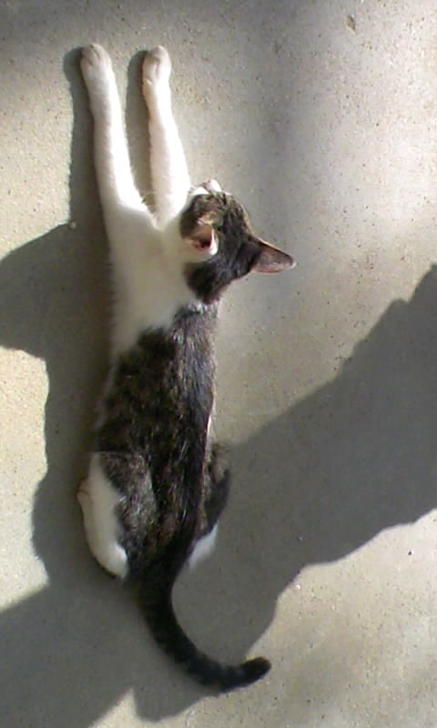 土下座猫 森島和樹の青い心達