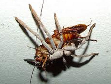 12月なのにゴキブリ出現s ﾟdﾟ ノ 皆さん決して天敵のアシダカグモを殺さないでね ﾟdﾟ ノ 琉球世から米国世 大和世から沖縄世 そして未来は