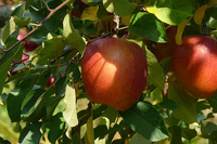 りんごは果実になるまで５年以上もかかっていた