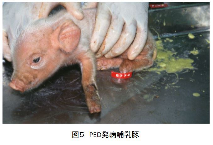 豚に関する単語は Pig と Pork だけではなかった 塾長の独り言