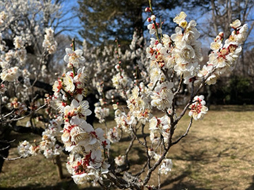 JKF～春の高幡不動と神代植物公園～