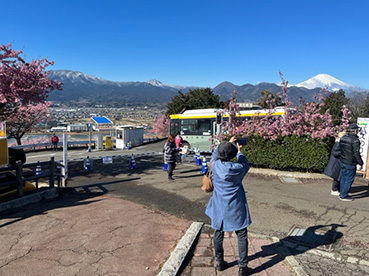 JKF～西畑平公園の河津桜と曽我梅林2～