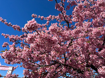 JKF～西畑平公園の河津桜と曽我梅林2～