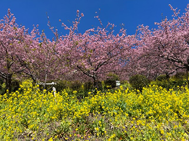 JKF～西畑平公園の河津桜と曽我梅林2～