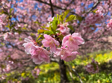 JKF～西畑平公園の河津桜と曽我梅林2～