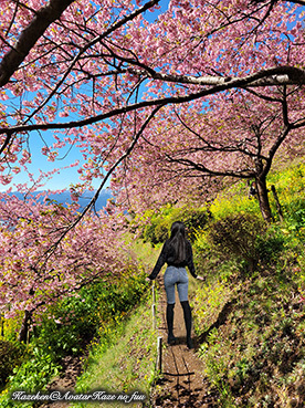 JKF～西畑平公園の河津桜と曽我梅林2～