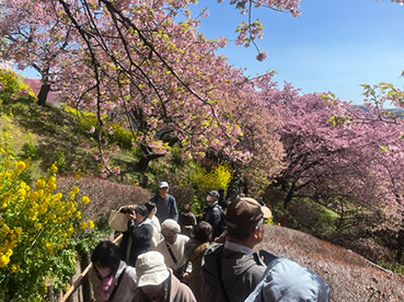 JKF～西畑平公園の河津桜と曽我梅林2～