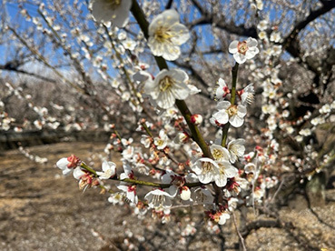 JKF～西畑平公園の河津桜と曽我梅林2～