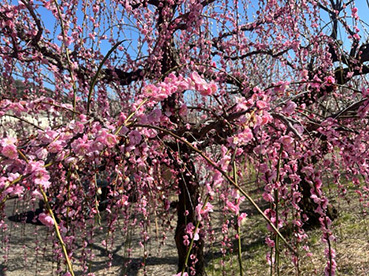 JKF～西畑平公園の河津桜と曽我梅林2～