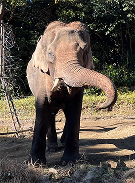 JKT～よこはま動物園ズーラシア等《Digest版》〜