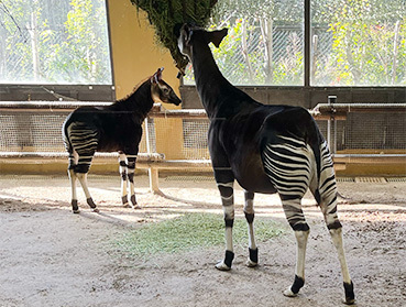 JKT～よこはま動物園ズーラシア等《Digest版》〜