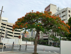 通勤路も一気に夏の装い