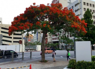 通勤路も一気に夏の装い