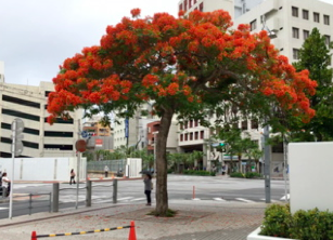 通勤路も一気に夏の装い