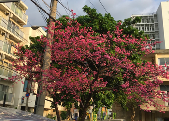桜を見ながら通勤できる